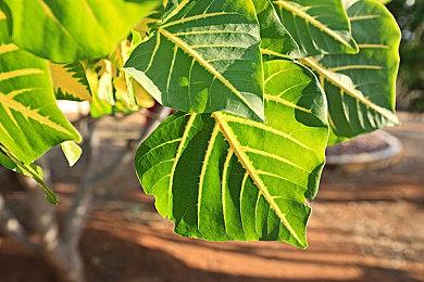 《对马岛之鬼》将有续集电影和电视衍生剧